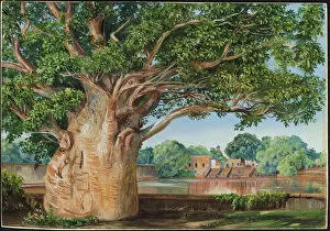 Victorian Collection: 262 African Baobab Tree in the Princesss Garden at Tanjore, India