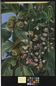 Marianne North Collection: 263. A Darjeeling Oak, festooned with a climber