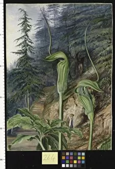 Marianne North Gallery: 264. The Cobra Plant, under Deodars, at Simla, India