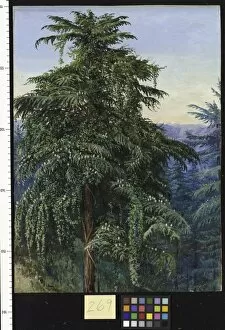 Marianne North Gallery: 269. Study of a Deodar, in full cone and clothed with a creeper