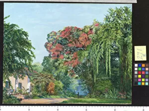 Ceylon Gallery: 271. A View in the Royal Botanic Garden, Peradeniya, Ceylon
