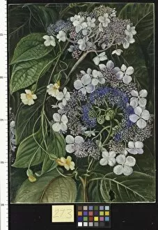White Gallery: 273. Flowers of Darjeeling, India