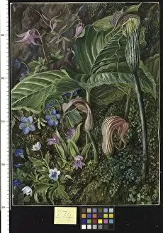 Marianne North Gallery: 274. Himalayan Flowers embedded in Maidenhair Fern