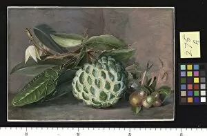 Marianne North Gallery: 275. Custard Apple, Native Gooseberry of Sarawak, and Leaf Lo 275