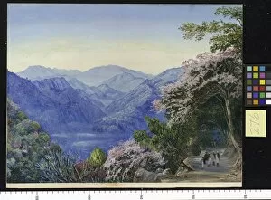 Marianne North Gallery: 276. Road up to Nainee Tal, India, in Spring time