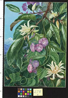 Purple Gallery: 278. Michelia and Climber of Darjeeling, India