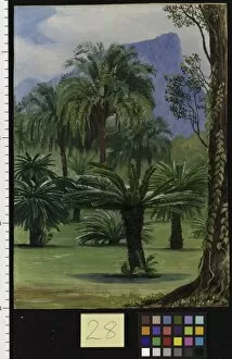 Marianne North Gallery: 28. Group of Sago-yielding Cycads in the Botanic Garden at Rio J