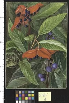 Marianne North Gallery: 281. Open Seed-vessels of a Species of Sterculia and a Nettle in