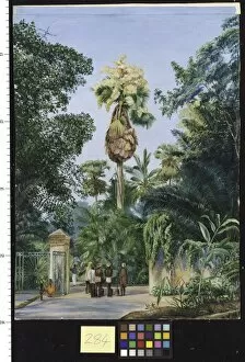Images Dated 10th March 2011: 284. Talipot Palm, near the Botanic Garden, Peradeniya, Ceylon