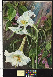 Marianne North Gallery: 285. The Great Lily of Nainee Tal, in North India