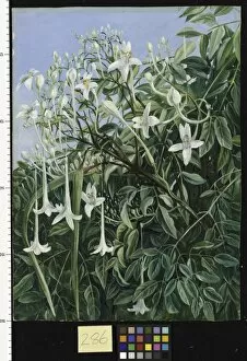 Marianne North Collection: 286. Foliage, Flowers, and Fruit of Millingtonia hortensis
