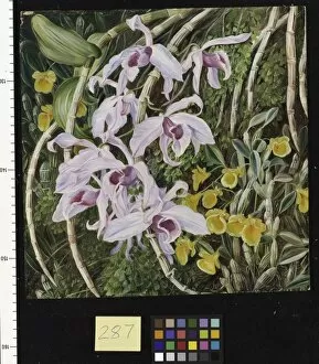 Marianne North Gallery: 287. Orchids of Tropical Asia