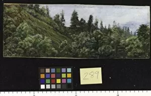 Pine Gallery: 289. Pine-clad slopes of Nagkunda, North India, and view of the