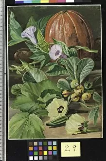 Marianne North Gallery: 29. Some Fruits and Vegetables used in Brazil