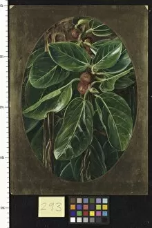 Marianne North Gallery: 293. Foliage and Fruit of the Banyan