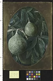 Marianne North Collection: 299. The Bael Fruit