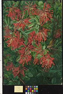 Marianne North Collection: 3. Burning Bush and Emu Wren of Chili