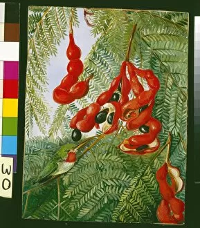 Marianne North Gallery: 30. The Wild Tamarind of Jamaica with scarlet Pod and Barbet