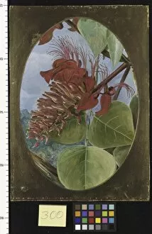 Marianne North Collection: 300. Indian Coral Tree, 1878