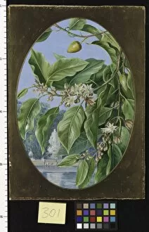 Marianne North Collection: 301. Foliage, Flowers, and Fruit of a Tree sacred to Krishna