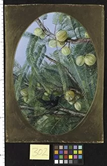 Marianne North Gallery: 302. Foliage and Fruit of Emblica officinalis