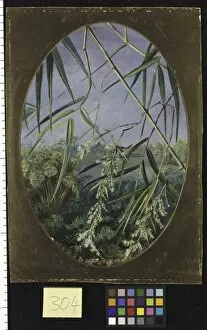 Marianne North Collection: 304. Flowers of the Common Bamboo with Tufts of the Plants behin