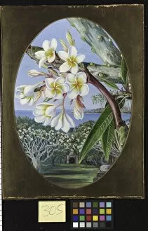 Marianne North Collection: 305. The Gool-achin or Caracucha