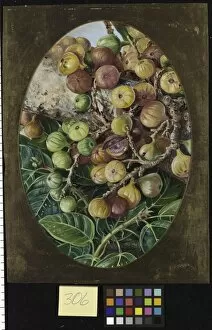 Marianne North Gallery: 306. Foliage and Fruit of Fig Tree held Sacred by the Hindoos