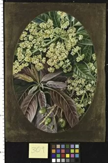 Marianne North Gallery: 309. Foliage, Flowers and Young Fruit of the Mango