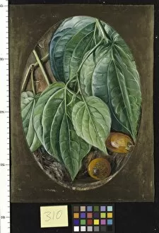 Marianne North Gallery: 310. Foliage of Betel Pepper and Areca Nuts