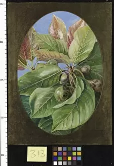 Timber Collection: 313. Foliage and Fruit of the Mahwa
