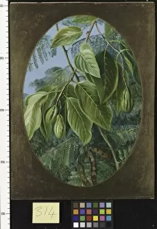 Marianne North Collection: 314. Foliage and Fruit of two Indian Trees