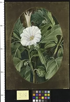 Marianne North Gallery: 318. White-flowered Thorn Apple