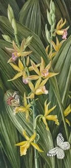 Marianne North Gallery: 324. An Orchid and Butterflies
