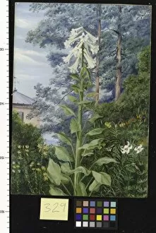 Marianne North Gallery: 329. The Giant and other Lilies in Dr. Allmans Garden at Parkst