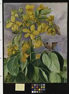 Marianne North Collection: 33. Flowers of Cassia corymbosa in Minas Geraes, Brazil