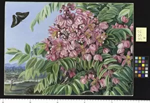 Marianne North Gallery: 332. Flowers of a Cassia, with Tree of the same in the distance