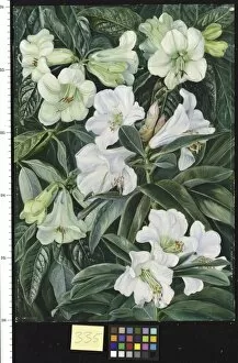 Marianne North Gallery: 335. Rhododendrons of North India