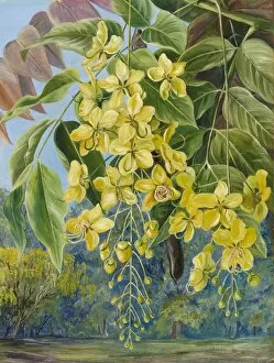 Marianne North Gallery: 336. Foliage and Flowers and a Pod of the Amaltas or Indian Laburnum