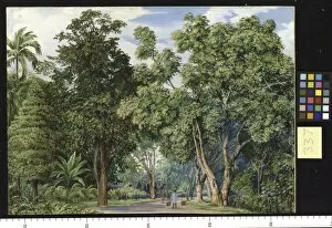 Marianne North Collection: 337. Lane near Singapore