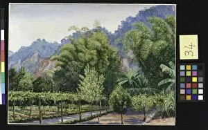 Marianne North Collection: 34. View in Mr. Morits Garden at Petropolis, Brazil