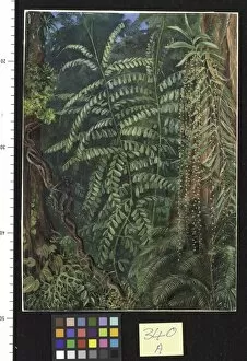 Vegetation Gallery: 340. Vegetation and 0urang-Outang in forest of Mattanga, Borneo