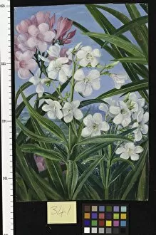 White Gallery: 341. The Oleander