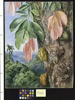 Marianne North Collection: 344. View in Singapore, with Nyum-Nyumn tree