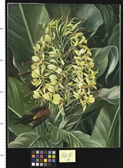 Images Dated 21st March 2011: 345. Hedychium Gardnerianum and Sunbird, India