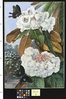 Marianne North Collection: 346. Rhododendron Falconeri, from the Mountains of North Indi
