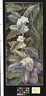 Marianne North Gallery: 347. Foliage and Flowers of a South African tree, beautiful but