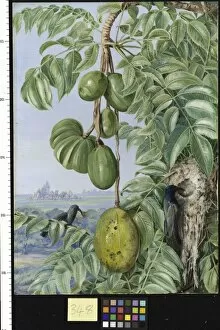 Marianne North Gallery: 348. Fruit de Cythere and Sugar Birds and Nest, Seychelles