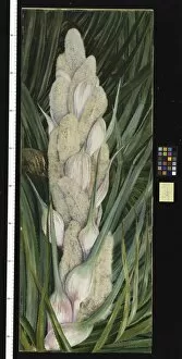Marianne North Gallery: 349. Male Inflorescence and Foliage of a Screw Pine, Natal