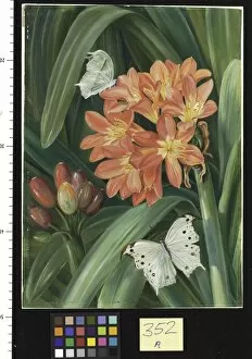 Butter Fly Gallery: 352. Clivia miniata and Moths, Natal